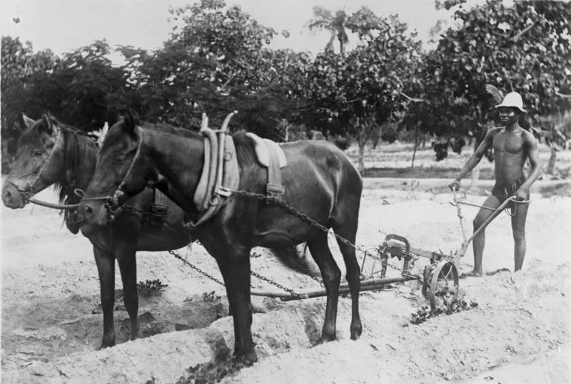 Bundesarchiv_Bild_137-029895_Togo_Pflügen_eines_Baumwollfeldes.jpg